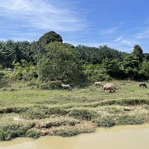 Water Buffalo