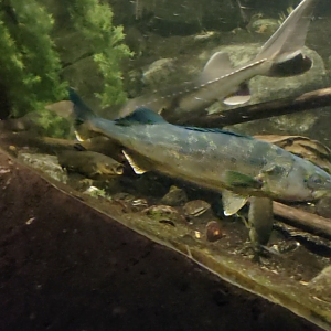 Minnesota Zoo - Minnesota Trail Fish ID Help
