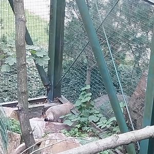 Siberian Pallas' Cat (Otocolobus manul manul)