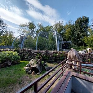 Steller's Sea Eagle (Haliaeetus pelagicus niger) aviary