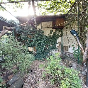 Africa House - Silvery-cheeked hornbill (Bycanistes brevis)