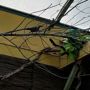 Africa House - Purple glossy-starling (Lamprotornis purpureus)