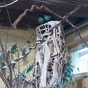 Buffon's green turaco (Tauraco persa buffoni)