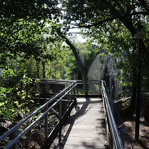 Steller's Sea eagle (Haliaeetus pelagicus) aviary