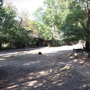 Chapman's zebra (Equus quagga chapmani) enclosure