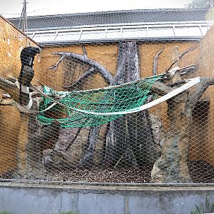 Monkey House - Lion-tailed Macaque (Macaca silenus)