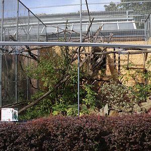 Monkey House - Pygmy marmoset (Cebuella pygmaea)