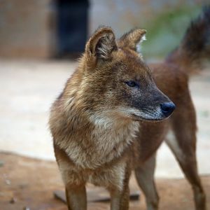 Dhole