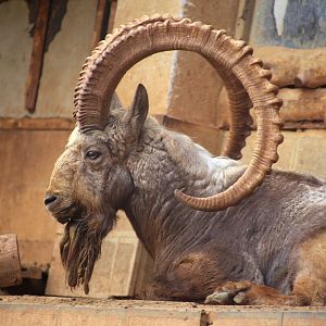 Siberian Ibex
