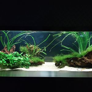 Aquarium - Globe fish (Tetraodon lineatus)