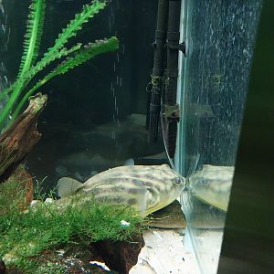 Aquarium - Globe fish (Tetraodon lineatus)