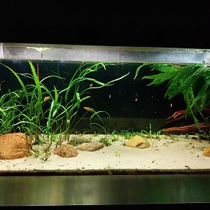 Aquarium - Green Swordtail (Xipphophorus helleri)