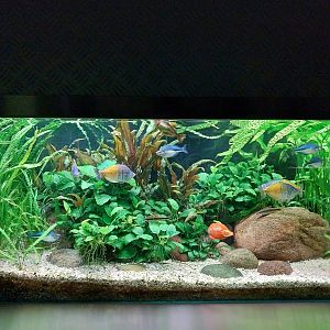 Aquarium - Rainbow fish