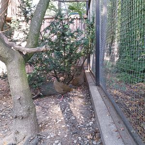 Swinhoe's pheasant (Lophura swinhoii)