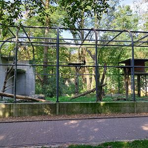Mongolian Tawny eagle (Aquila nipalensis)