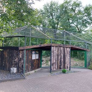 Eurasian Great Cormorant (Phalacrocorax carbo sinensis) and Red-crowned Crane (Grus japonensis)