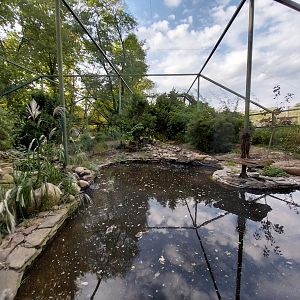Eurasian Great Cormorant (Phalacrocorax carbo sinensis) and Red-crowned Crane (Grus japonensis)
