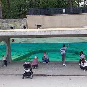 African penguin (Spheniscus demersus)