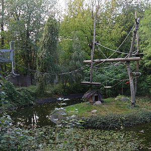 Red Ruffed Lemur (Varecia rubra)