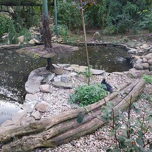 Eurasian Great Cormorant (Phalacrocorax carbo sinensis) and Red-crowned Crane (Grus japonensis)