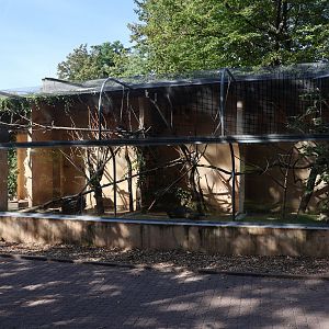 Burrowing Parakeet (Cyanoliseus patagonus)