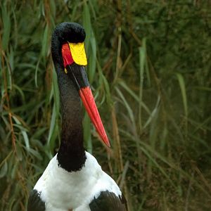 Saddle-billed stork