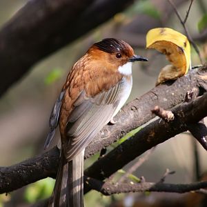 Chestnut Bulbul (Hemixos castanonotus)