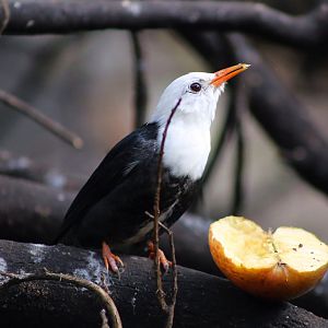 Black Bulbul (Hypsipetes leucocephalus)