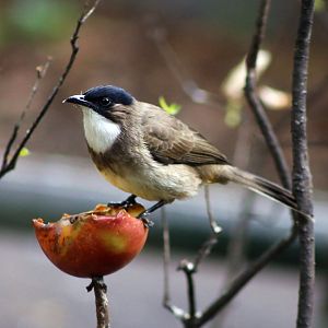 Brown-breasted Bulbul (Pycnonotus xanthorrhous)