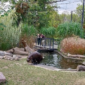 Pygmy Hippo House - Walk-through aviary - Male Pygmy hippo