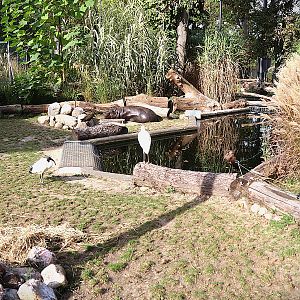 Pygmy Hippo House - Walk-though aviary - Male Pygmy hippo