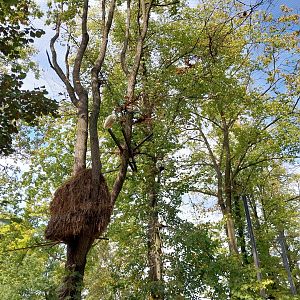 Pygmy Hippo House - Walk-though aviary - Hamerkop nest