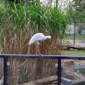 Pygmy Hippo House - Walk-though aviary - African Spoonbill (Platalea alba)