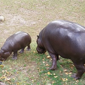 Pygmy Hippo House - Walk-though aviary - Female Pygmy hippo