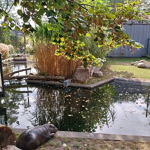Pygmy Hippo House - Walk-though aviary - Female Pygmy hippo