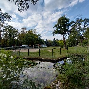 Rothschild's giraffe (Giraffa camelopardalis rothschildi) enclosure