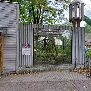 Eastern Ringtailed Vontsira (Galidia elegans elegans) enclosure