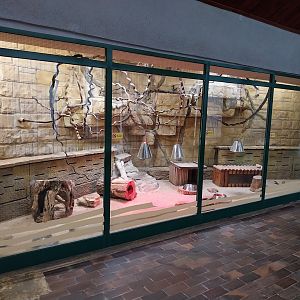 Giraffe building - Meerkat (Suricata suricatta) enclosure