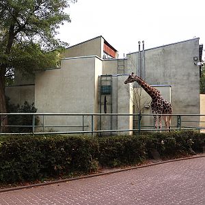 Giraffe building - Rothschild's giraffe (Giraffa camelopardalis rothschildi)