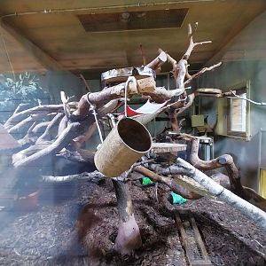 Eastern Ringtailed Vontsira (Galidia elegans elegans) enclosure