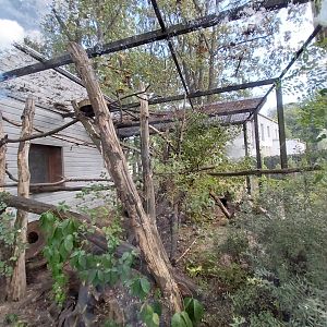 Eastern Ringtailed Vontsira (Galidia elegans elegans) enclosure