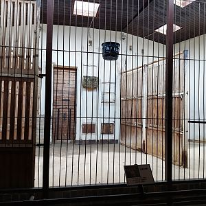 Giraffe building - Rothschild's giraffe (Giraffa camelopardalis rothschildi)