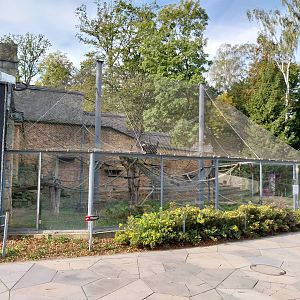 Pileated Gibbon (Hylobates pileatus)