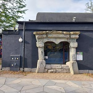 Ring-tailed lemur (Lemur katta)