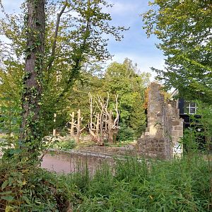 Ring-tailed lemur (Lemur katta)
