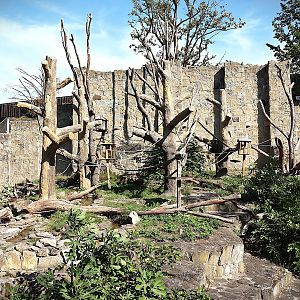 Ring-tailed lemur (Lemur katta)