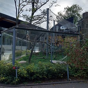 Pileated Gibbon (Hylobates pileatus)