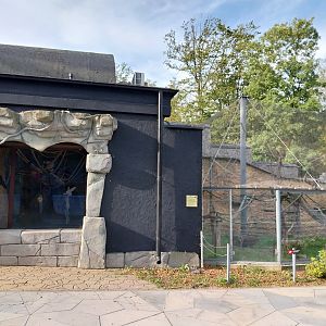 Pileated Gibbon (Hylobates pileatus)