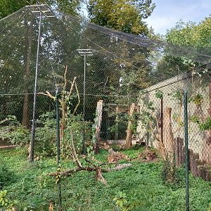 Night World - Silvery-cheeked Hornbill (Bycanistes brevis) aviary