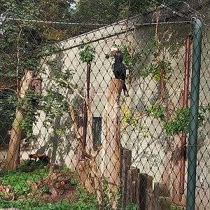 Night World - Silvery-cheeked Hornbill (Bycanistes brevis) aviary